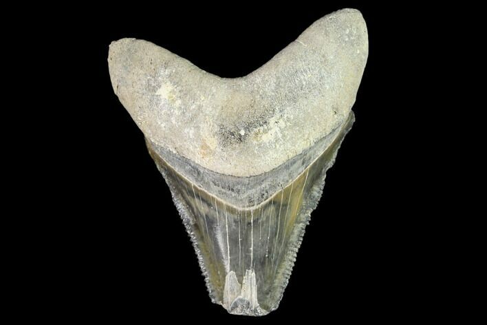 Fossil Megalodon Tooth - Florida #108384